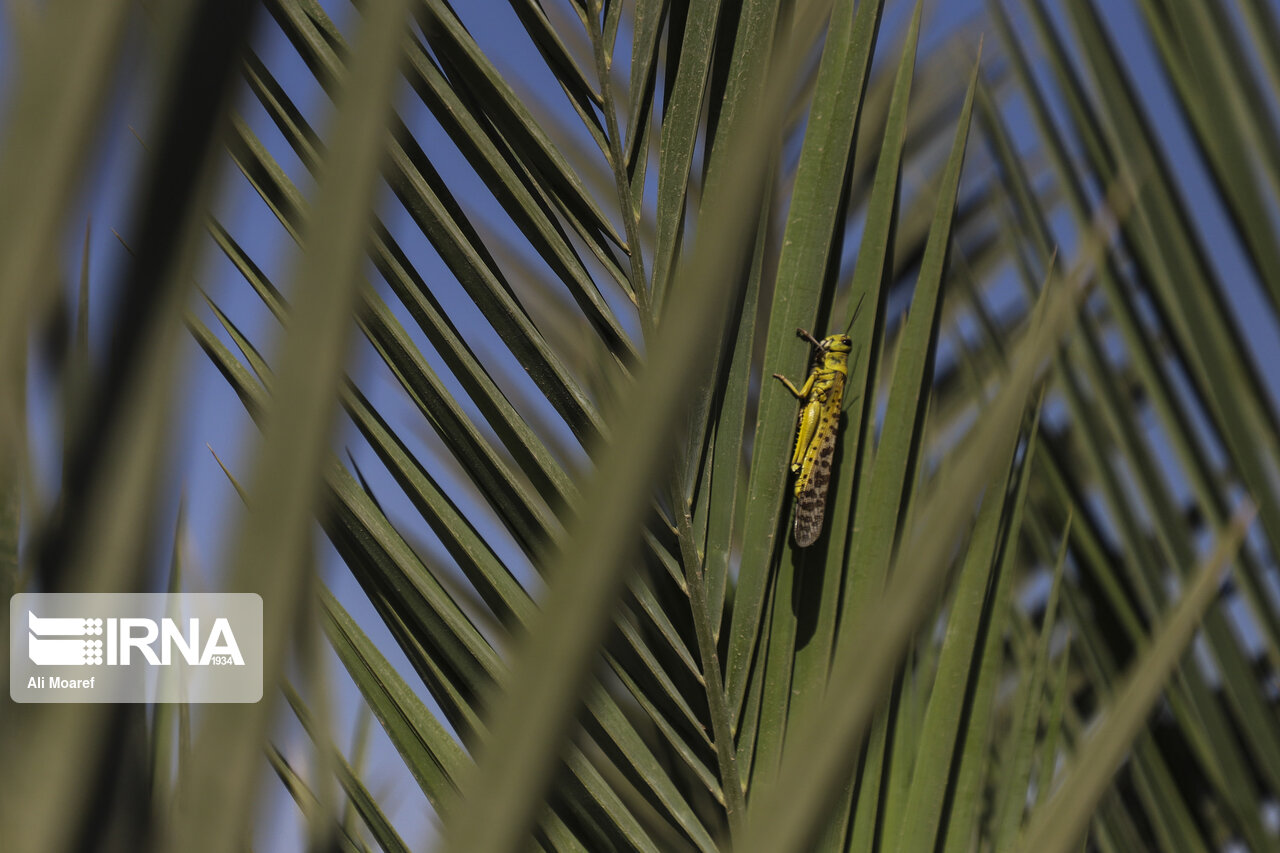 هشدار به کشاورزان/ ملخ های صحرایی هفته آینده به ایران حمله می کنند هشدار به کشاورزان/ ملخ های صحرایی هفته آینده به ایران حمله می کنند