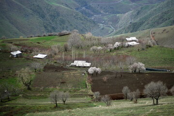 ایرنا - سنندج - تصویر نمایی از شکوفه های بهاری در استان کردستان را نمایش می دهد.عکاس مصلح پیرخضرائیان