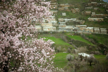 ایرنا - سنندج - تصویر نمایی از شکوفه های بهاری در استان کردستان را نمایش می دهد.عکاس مصلح پیرخضرائیان