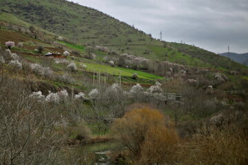 ایرنا - سنندج - تصویر نمایی از شکوفه های بهاری در استان کردستان را نمایش می دهد.عکاس مصلح پیرخضرائیان