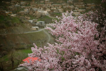 ایرنا - سنندج - تصویر نمایی از شکوفه های بهاری در استان کردستان را نمایش می دهد.عکاس مصلح پیرخضرائیان