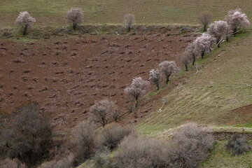 ایرنا - سنندج - تصویر نمایی از شکوفه های بهاری در استان کردستان را نمایش می دهد.عکاس مصلح پیرخضرائیان