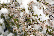 بارش برف و سرما به باغ‌های خراسان شمالی خسارت زد