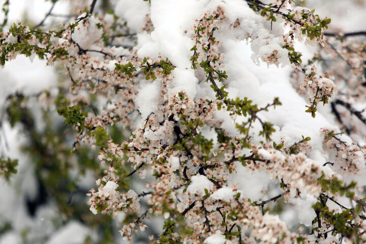 قزوین - ایرنا - بارش برف در بیست و یکمین روز از فصل  بهار در قزوین باریدن...