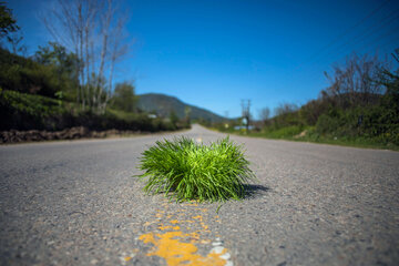 کاهش ۹۸ درصدی تردد در روز سیزده بدر مازندران