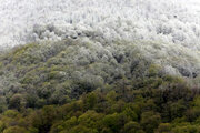 ہیرکانی جنگلوں میں موسم بہار کی برفباری 