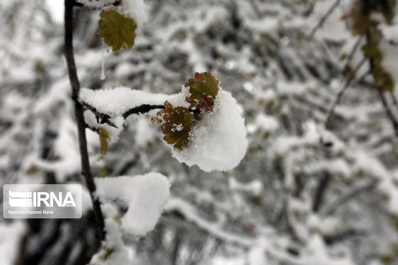 سامانه زمستانی امروز شرق کشور را سفیدپوش میکند سامانه زمستانی امروز شرق کشور را سفیدپوش میکند