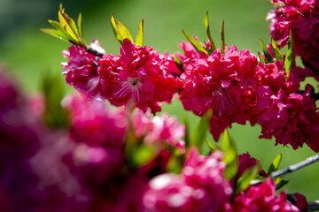 بهار کرونایی در باغ ارم شیراز