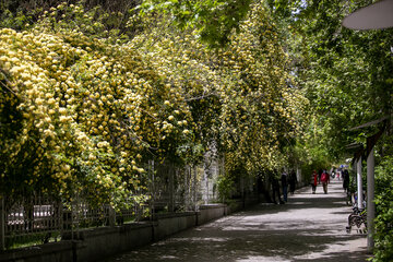 بهار کرونایی در باغ ارم شیراز