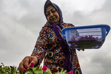 ایرانی شمالی علاقوں میں "گل گاو زبان" کی کٹائی