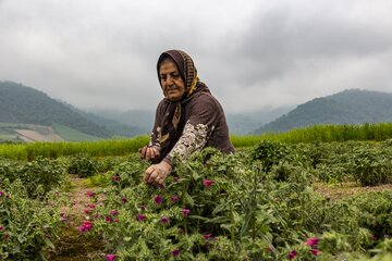 ایرانی شمالی علاقوں میں "گل گاو زبان" کی کٹائی