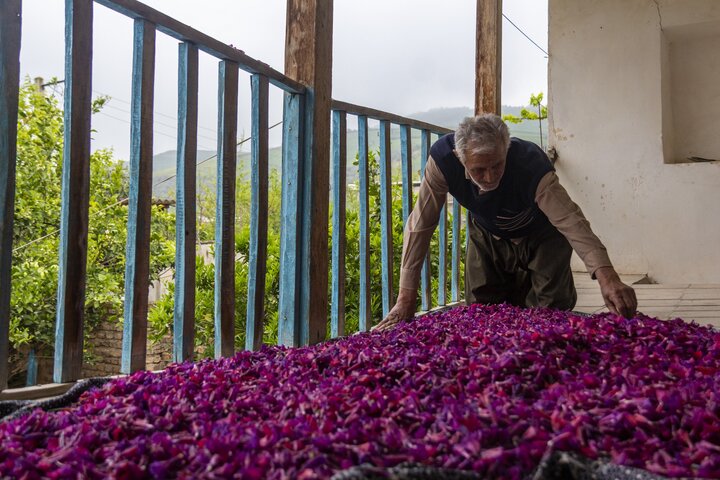 توسعه کشت گیاهان دارویی مازندران زیر سایه دلالان