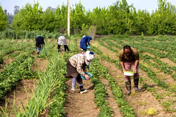 برداشت توت فرنگی از مزارع استان گلستان