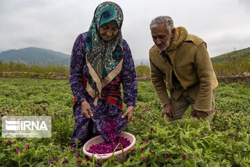 اهالی روستای فاضل آباد از توابع شهرستان آزادشهر استان گلستان در حال برداشت «گل گاوزبان» از مزرعه های خود هستند. بیش از ۶۰ هکتار از اراضی با قطعات کوچک در استان گلستان که پیشتر بلااستفاده رها شده بود، در سال های اخیر با کشت گیاه دارویی «گل گاوزبان» به بارنشسته و ضمن کمک به شرایط اقتصادی خانوارها (بیش از ۵۰۰ میلیون ریال درآمدزایی در هر هکتار) شادی، همکاری و همدلی را در بین اعضای خانواده به ارمغان آورده است.