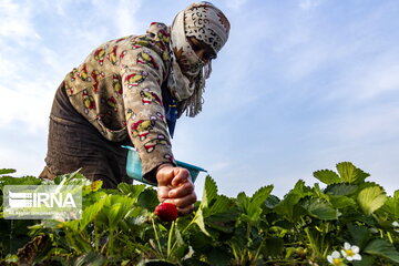  گلستان پس از کردستان و مازندران سومین قطب تولید توت فرنگی در کشور است. تصاویر برداشت این محصول از مزارع شهر دلند از توابع شهرستان رامیان را نشان می دهند. 