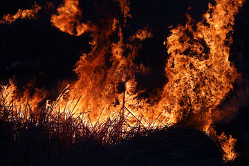 جنگل‌های هیرکانی مازندران در تیررس آتش 