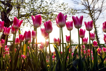 Iran : Festival de tulipes à Arak au centre

