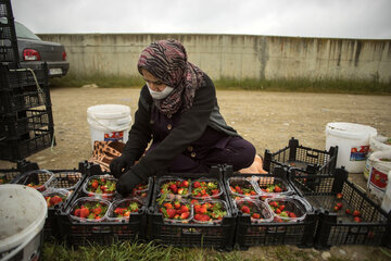 Cosecha de fresas en el norte de Irán
