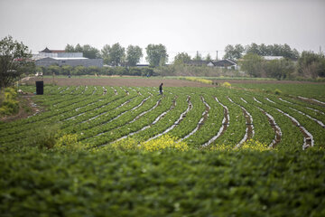 Cosecha de fresas en el norte de Irán
