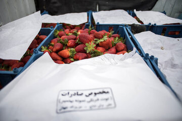 Cosecha de fresas en el norte de Irán
