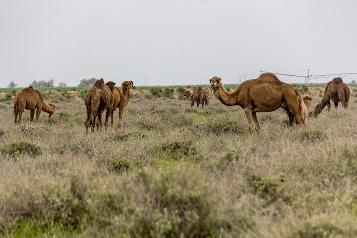 بیابانزایی البرز نتیجه رفتار نادرست انسان با طبیعت