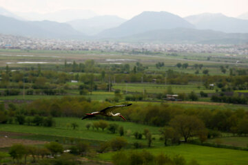 Migración de cigüeñas al humedal de Zaribar
