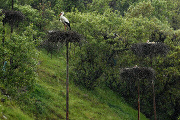 Migración de cigüeñas al humedal de Zaribar
