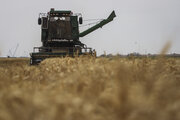 برآورد افزایش ۲۷۷ هزار تنی خرید گندم در چهار استان