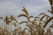 افزایش ۲ دلاری قیمت جهانی گندم در هر تن