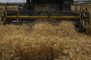 تحقق ۶۵ درصدی برنامه تولید بذر گندم/ خرید از مناطق سردسیر ادامه دارد