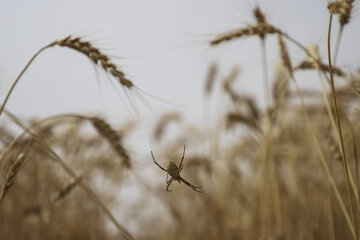 خرید تضمینی  ۱.۸ میلیون تن گندم در کشور