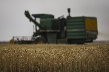 پیش‌بینی خرید ۸.۵ میلیون تن گندم از کشاورزان/ رشد ۶ برابری کشت قراردادی 