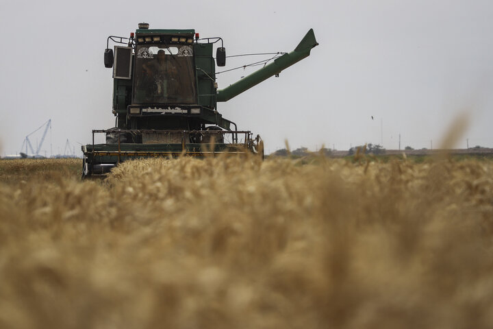 خرید تضمینی گندم در خوزستان از یک میلیون تن گذشت
