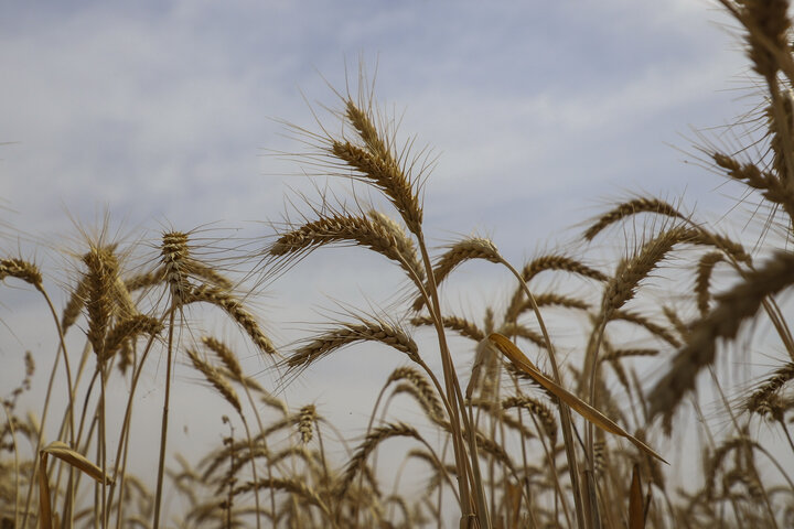 تامین ۶۰ درصد انرژی مردم ایران از نان/ «نان درمانگر» وارد سبد غذایی شود