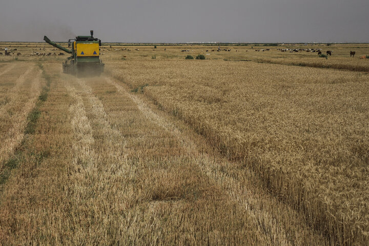 افزایش یک میلیون تنی تولیدات کشاورزی؛ دستاورد سد قیزقلعه‌سی در استان اردبیل