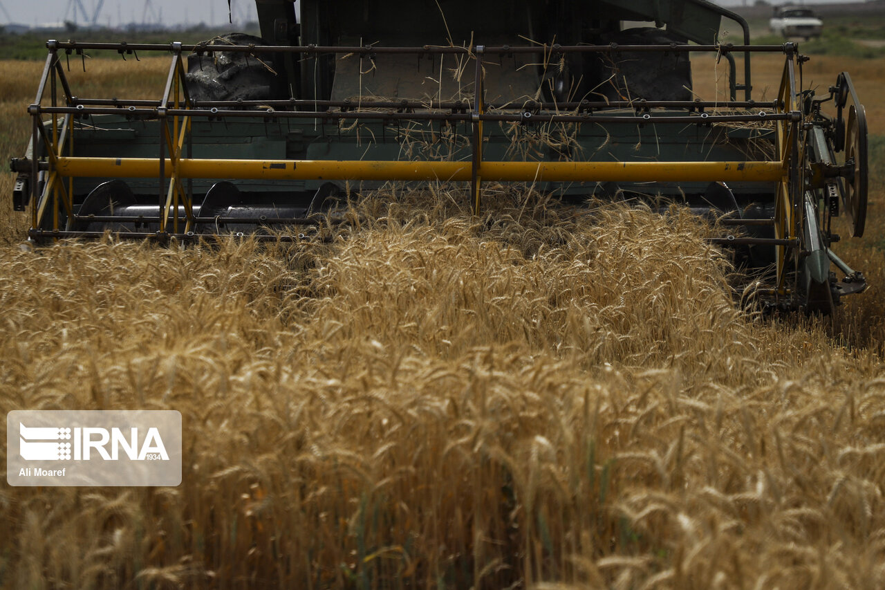 کشت غلات هم زمین را فرو میریزد؟ کشت غلات هم زمین را فرو میریزد؟