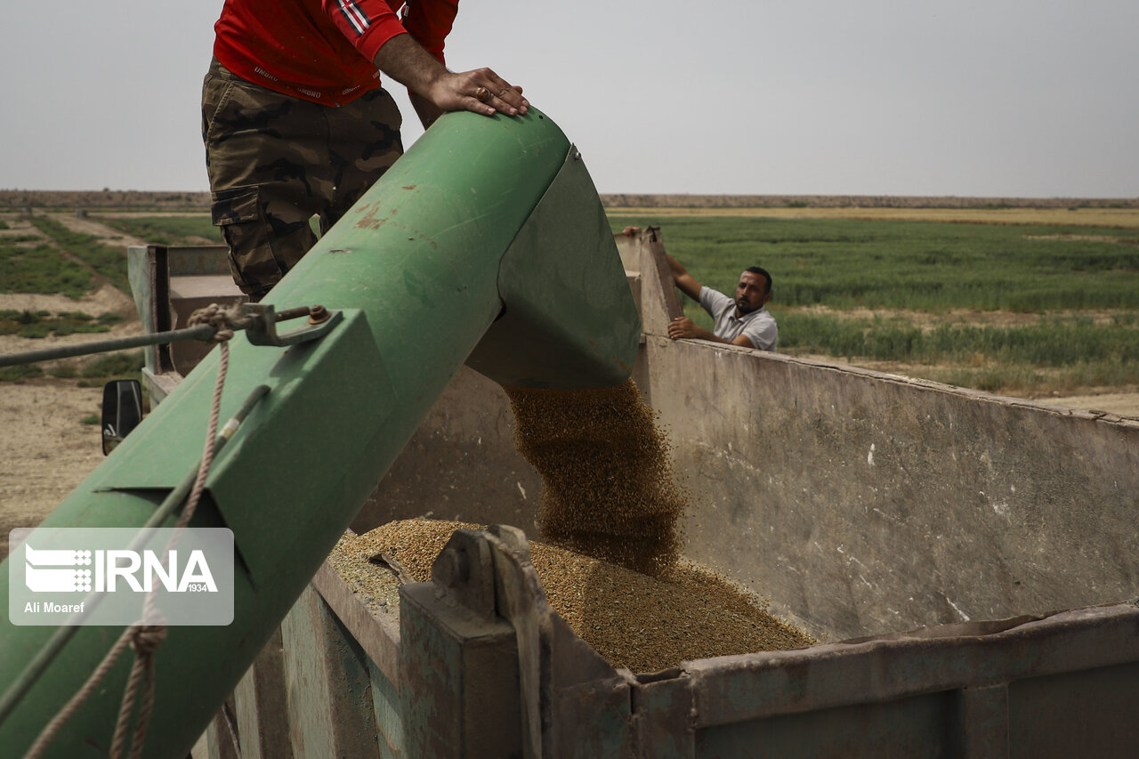 ۶۲درصد گندم تولیدی خوزستان توسط تعاون روستایی خریداری شد