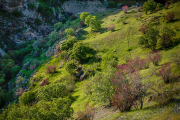 دره ارغوان در مسیر رودخانه سیروان