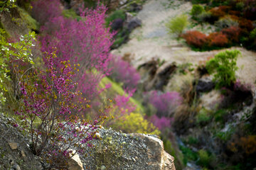 دره ارغوان در مسیر رودخانه سیروان