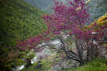 دره ارغوان در مسیر رودخانه سیروان