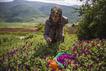 برداشت گل گاوزبان از مناطق کوهستانی املش