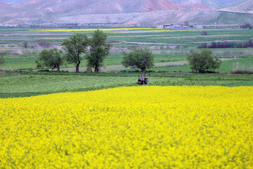 میانگین زمین کشاورزان خراسان شمالی از کشوری بیشتر است