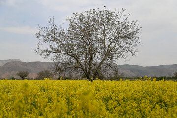 سقوط آزاد کشت کلزا در مازندران از بام خشکسالی پاییزی 