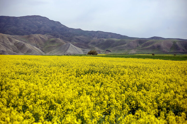 کشتزارهای سرمازده کلزا در خراسان شمالی به گل نشست