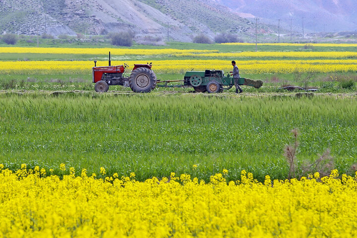 پیش‌بینی تولید ۶ هزار تن کلزا در خراسان شمالی