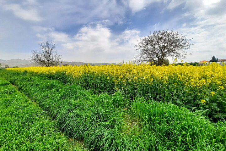 کاهش مداوم سطح زیر کلزا در مازندران با تغییرات اقلیمی