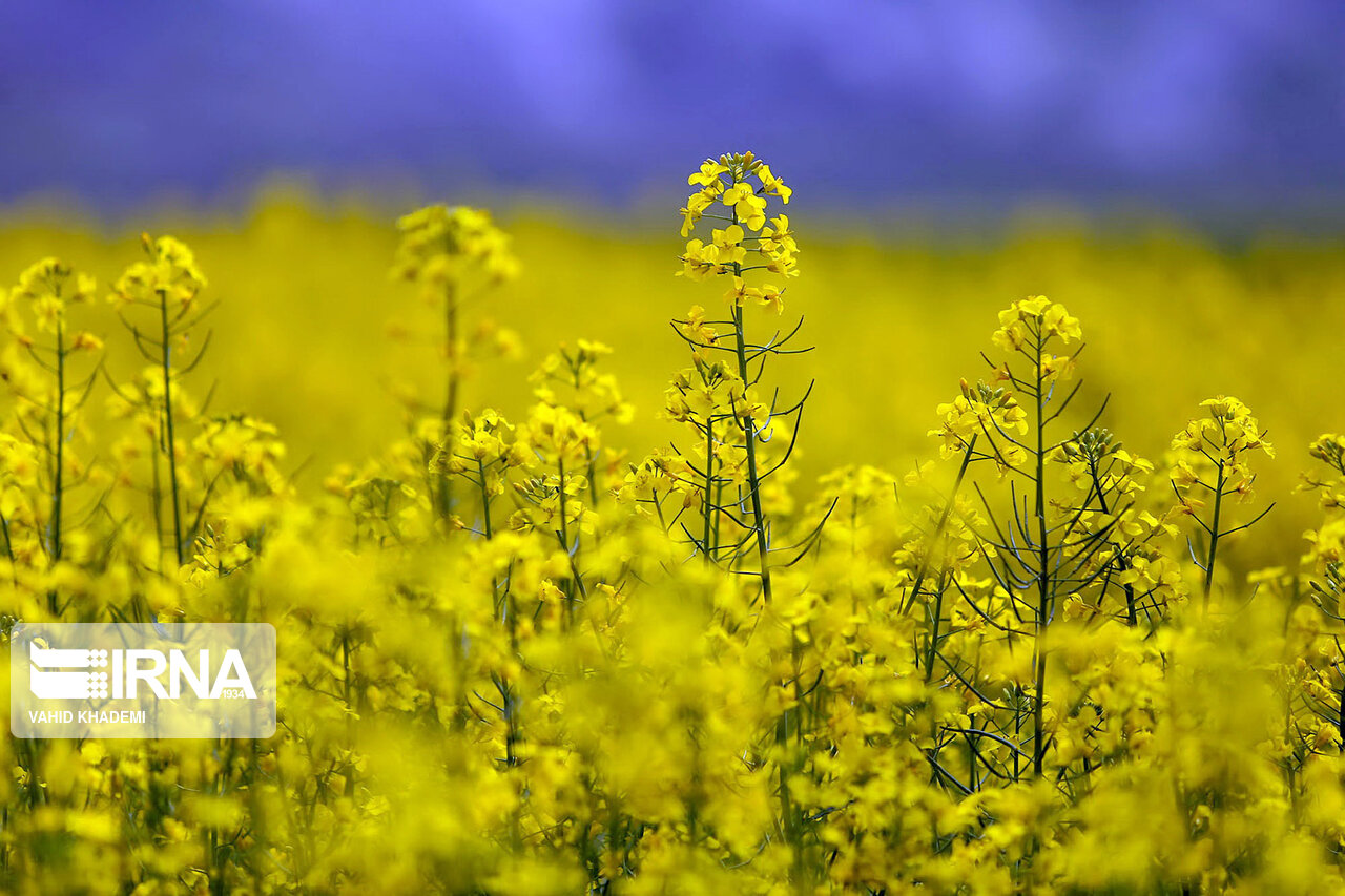 پیشبینی تولید ۴۰۰ هزار تن دانههای روغنی