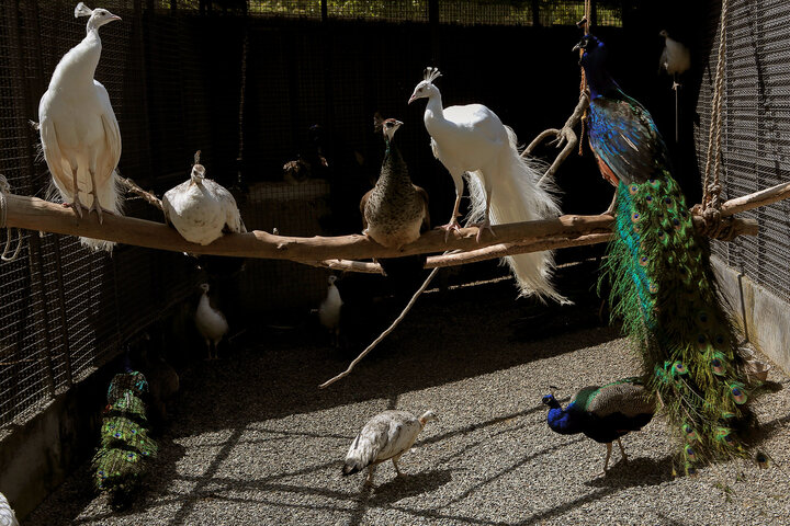 توله شیر آسیب دیده باغوحش صفادشت به مرکز دامپزشکی منتقل شد