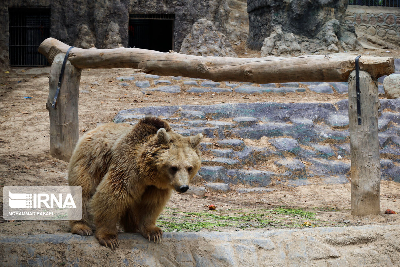 کرج زیر نگاه خرسها؛ ۴ قلاده خرس در یک قاب + فیلم