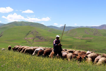 بیش از یک میلیون خانوار در عرصه‌های منابع طبیعی درآمدزایی می‌کنند